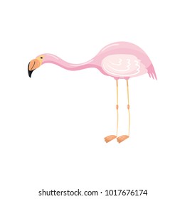 Elegant pink flamingo, exotic tropical bird vector Illustration