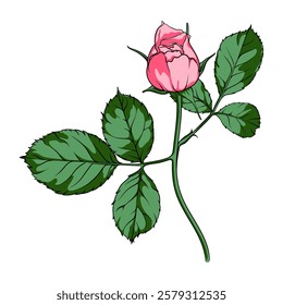 elegant pink rose bud on long stem, vector image of exquisite rose flower branch, minimalistic hand drawn