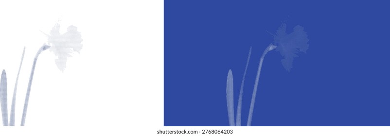 Elegant profile of a daffodil flower in a blue cyanotype vintage sunprint for spring themes