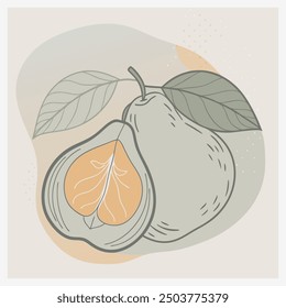 Vector de ilustración de fruta de membrillo elegante