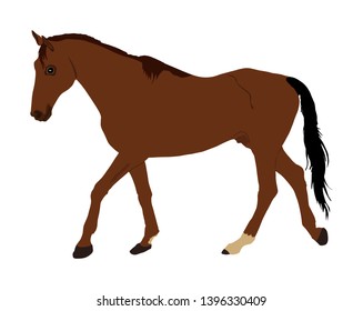 Elegant racing horse portrait vector illustration isolated on white background. Hippodrome sport event. Entertainment and gambling on sport event. Equestrian riding horse for jumping over barrier show