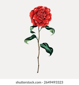 Elegant red flower illustration with green leaves. Red flower, detailed petals, green leaves. Perfect for florals, red flower lovers, botanical art enthusiasts. Vintage flower illustration vector.