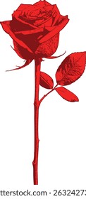 Elegant red rose with long stem and delicate leaves — a graceful symbol of beauty, fragility, and timeless charm. The long, slender stem supports a few delicate leaves. 