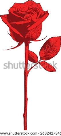 Elegant red rose with long stem and delicate leaves — a graceful symbol of beauty, fragility, and timeless charm. The long, slender stem supports a few delicate leaves. 