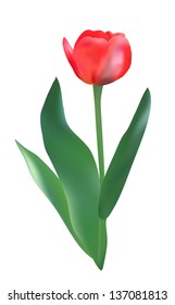 elegant red tulip, design element