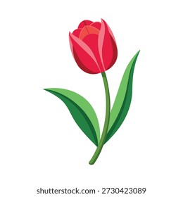 Elegant Red Tulip Flower Vector Illustration on White Background