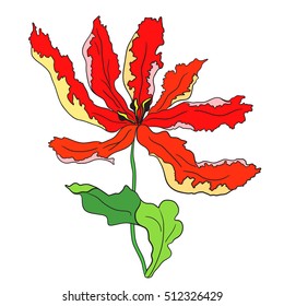 Elegant red tulip on white background