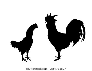 Elegant Rooster and chicken vector silhouette illustration isolated on white background. Male chicken and hen. Farm chantry cock.  Organic restaurant food symbol. Poultry bird family.