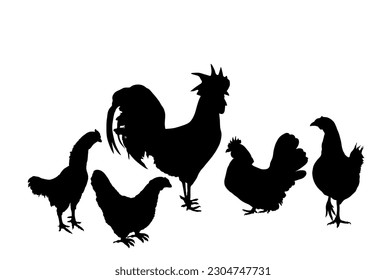 Elegant Rooster and chickens vector silhouette illustration isolated on white background. Male chicken and hen shape. Farm chantry cock. Organic food symbol. Poultry bird family shadow.
