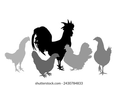 Elegant Rooster and chickens vector silhouette illustration isolated on white background. Male chicken and hen shape. Farm chantry cock. Organic food symbol. Poultry bird family shadow.