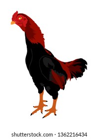 Elegant Rooster vector illustration isolated on white background. Thai chicken organic food. Farm chantry cock. Thailand fighter bird. Organic food symbol.