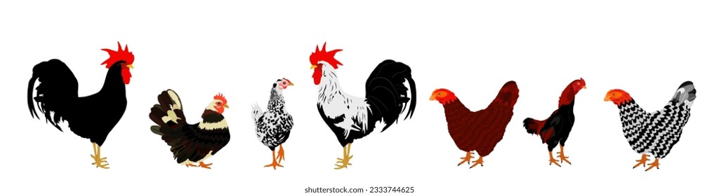 Elegant Roosters and chickens vector illustration isolated on white background. Male chicken and hen. Farm chantry cock. Organic food symbol. Poultry bird family.