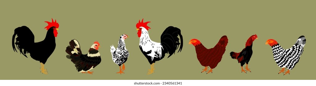 Elegant Roosters and chickens vector illustration isolated on background. Male chicken and hen. Farm chantry cock. Organic food symbol. Poultry bird family.