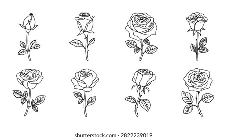 Elegant rose floral stems