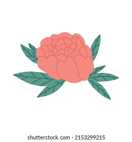 Elegant rose with leaves, flat vector illustration isolated on white background. Aromatic flower. Floral element for aromatherapy and cosmetics ingredient.