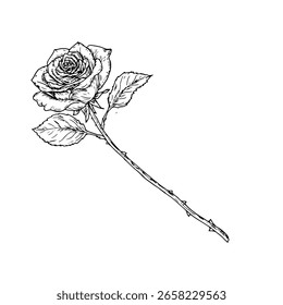 Elegante rosa sobre tallo largo, croquis en blanco y negro. Ilustración vectorial. Rosebud y pétalos, aislados sobre fondo blanco. Para postales, invitaciones e impresiones. Tema de primavera, jardines y celebración