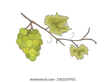 Elegant seamless pattern with grapes, design elements. Fruit pattern for invitations, cards, print, gift wrap, manufacturing, textile, fabric, wallpapers, t-shirt design