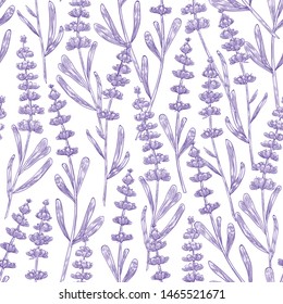 Elegant seamless pattern with lavender flowers hand drawn on white background. Backdrop with meadow flowering plant, blooming wildflower used in aromatherapy. Monochrome botanical vector illustration.