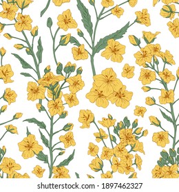 Elegant seamless pattern of rapeseed plant or canola flowers. Design for printing. Endless repeatable floral backdrop in retro style. Hand-drawn detailed vector illustration on white background