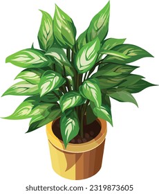 Elegant Serenity: Chinese Evergreen - Indoor Plant