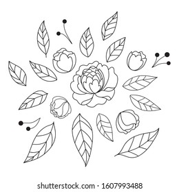 Elegant set of peonies and leaves. Hand drawn beautiful flowers. Line vector illustration isolated on white background. 