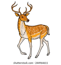 Elegant sika deer goes - vector illustration