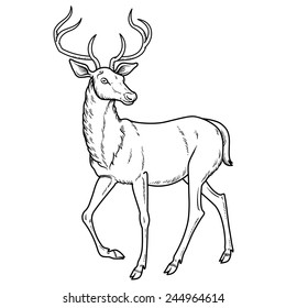 Elegant sika deer goes - vector illustration