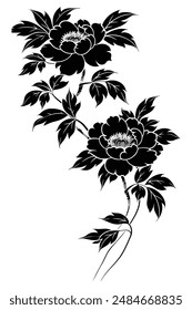 Elegant silhouette of a blooming peonies bush with two magnificent flowers and intricate leaves