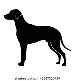  Elegant silhouette of a dog. The dog stands tall, with a sleek, black coat