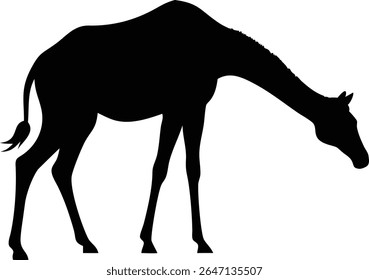 Silhueta elegante de uma girafa pastando sobre um fundo branco limpo representando a vida selvagem