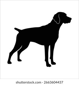 Elegante silueta de un perro puntero de pie orgullosamente al aire libre sobre un fondo blanco