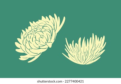 Elegant simple isolated yellow morifolium in botany illustration