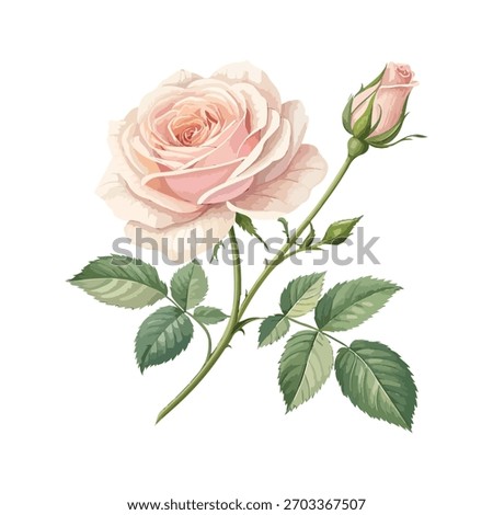Elegant single tea-scented rose vector with soft pink petals and green leaves. Realistic botanical design perfect for wedding invitations, cards, packaging, and floral prints.