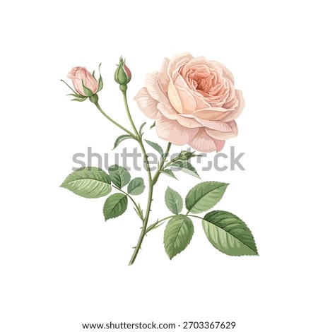 Elegant single tea-scented rose vector with soft pink petals and green leaves. Realistic botanical design perfect for wedding invitations, cards, packaging, and floral prints.