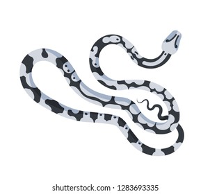 Elegant snake isolated on white background. Exotic legless reptile, venomous predator, wild carnivorous animal. Fauna of desert or tropical jungle. Colorful vector illustration in flat cartoon style.