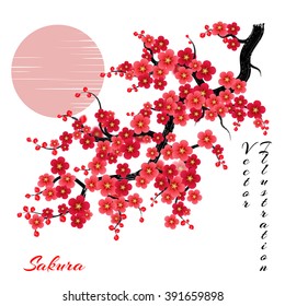 elegant soft red color cherry flowers vector sakura background