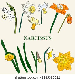 Elegant  spring flowers. narcissus, daffodils flowers, buds, leaves.  Sketch style, vintage. For cards, invitations, banners, logos. happy easter hand drawing, sketch.botanical illustration