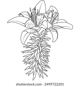 Elegant Stargazer oriental lily flower, vector isolated illustration. Outline Lilium Star Gazer coloring book page.