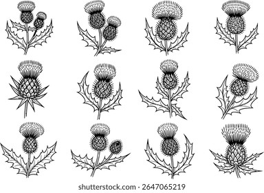 Elegant Thistle Arrangement A Botanical Symphony of Spiky Grace Showcasing the Majestic Beauty of Thistle Flowers in an Artistic Composition A Timeless Depiction of Nature's Intricate Charm
