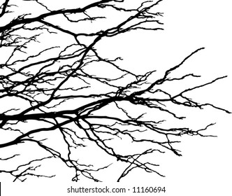 elegant tree branch streaming to the right