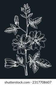 Elegant tree mallow vector illustration. Hand drawn summer flower sketch. Hibiscus drawing on chalkboard. Malva flowering plant. Floral design element in engraved style