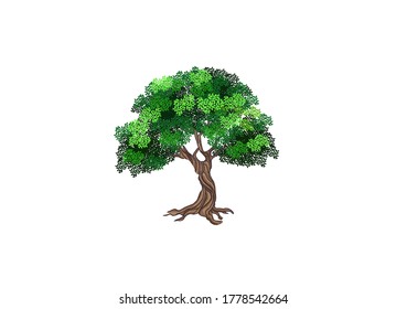 Elegant tree vector, oak tree with leaves and roots.