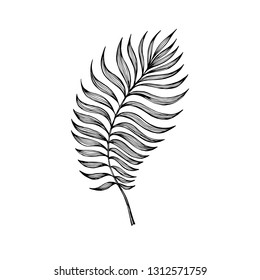 Elegant tropical branch. Vector illustration. Exquisite tattoo. Refined element for design. Sketch, handmade, coloring.