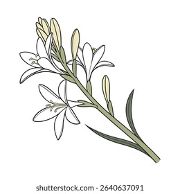 Elegant Tuberose Flower Vector Illustration