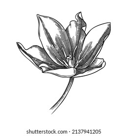 Elegante ilustración de tulipán. Dibujo botánico de flores de verano. Tulipán de jardín dibujado a mano. Dibujo floral de estilo grabado sobre fondo blanco. Flor esbozada a mano para la boda o el diseño de marca