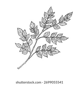 Galhos elegantes com folhas, feitos à mão. Ilustração vetorial, ramificações isoladas em um fundo branco. Adequado para cartões postais, logotipos, decorações, convites, design cosmético.