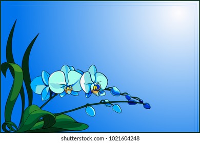 Elegant vector card with blue orchids