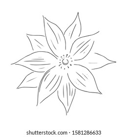 Elegant vector floral illustration. Floral element. Hand drawn illustration