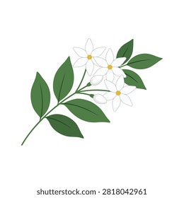 Elegant vector illustration of a jasmine branch showing open white flowers, closed buds, and green foliage.