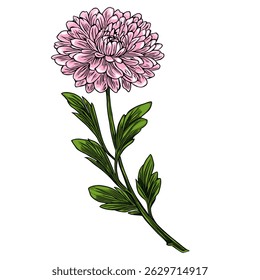 Elegant vector illustration of a single pink chrysanthemum flower with detailed leaves, showcasing a vibrant yet delicate botanical design perfect for various applications.